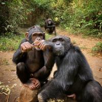 What makes chimpanzee conservation last? Lessons from Sierra Leone