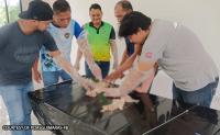 Guimaras Upskills Agri Workers in Artificial Insemination, Livestock Care