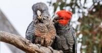 Australian native birds to be vaxxed against bird flu