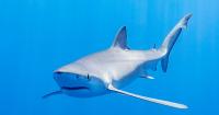 US scientists studying killer sharks in oceans to predict hurricanes