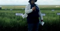 Montana winter wheat breeder fixes the confusion with Bobcat