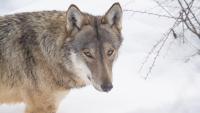 Wolf Populations Are Soaring Across Europe, And So Is Wildlife Tourism