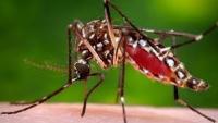 Doctors advise dengue patients to drink adequate fluid, take rest