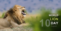 Opinion| World Lion Day: Why South Sudan must recognize and protect its lions