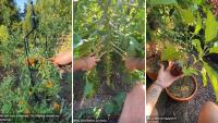 Gardener's colorful harvest turns heads as corn, squash, and Brussels sprouts pile up