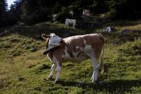 Europe’s hot summer stunts Austrian crops, prompts rush to slaughterhouse