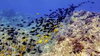 Honolulu weighs tougher limits on aquarium fish trade to keep yellow tang on reefs