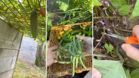 Minnesota gardener's harvest shows how backyard vegetables can pay off all summer