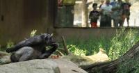 What happens to animals during an eclipse: 12 zoos will study their reaction this August 12