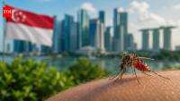 Singapore began releasing millions of Wolbachia mosquitoes in 2016 to fight dengue. Years later, the experiment showed why not every mosquito is the enemy