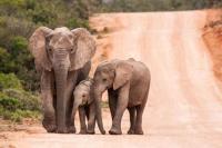 Scientists defend elephant culling and contraception plans amid MP pushback