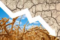 EU grain industry reeling from heatwave