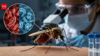 Scientists found a new way to stop malaria: Let the mosquito live, but kill the parasite inside it