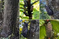 New York Making New Plan To Fight 'Destructive' Asian Pest
