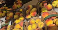 Niagara-on-the-Lake celebrates farmers with annual Peach Festival