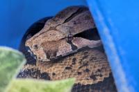 Humane society looking for owner of five-foot boa constrictor