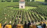The harvest of Italian Franciacorta began at 4 a.m. because of the heat