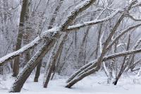 Northern Illinois' Winter: What The Farmers' Almanac Predicts