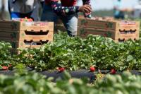 USDA Expects A Smaller Strawberry Crop This Season