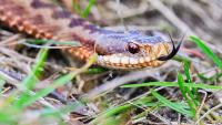 Deadly snake discovered inside football player's helmet in middle of practice