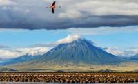 GPS reveals flamingos’ regional migration