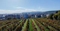 Developers test Bratislava’s limits on vineyard slopes