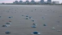 Jellyfish invasion forces reactors at nuclear plant 30 miles from Britain to SHUT DOWN as cooling units are overwhelmed
