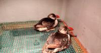 Spain strengthens its strategy against the illegal trafficking of species and its links to organized crime