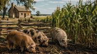 Mid-1840s Iowa Farms: How Corn Created the Tall Corn State