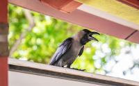 As Singapore culls ‘nuisance’ birds, rapid urbanization continues to fuel an avian boom