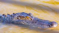 Nearly 10-Foot Alligator Bites Woman in Florida's Silver River