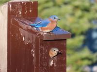 Harpswell Naturalist: Eastern bluebird