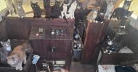 Dozens of cats found on abandoned boat in Washington state