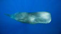 'Like a jail door slamming': Male sperm whales' mysterious rhythmic clanging is the loudest communication sound of any animal