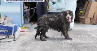 20 border collies rescued from ‘deplorable’ conditions in Florida home: MCSO