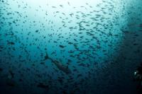Kyrgyzstan exports over 746 tonnes of fish in Jan.-July