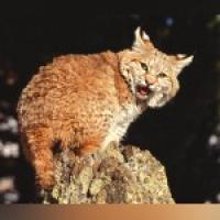 Natural Resources Commission seeks input on proposed wildlife rule change