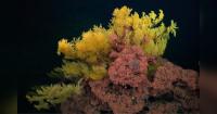ROV SuBastian Helps Discover New Coral Family on Costa Rica Seamounts