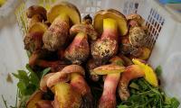 The mushroom making people hallucinate dozens of tiny humans: Scientists identify unusual fungi that contains an entirely new hallucinogenic compound