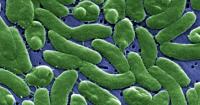 Flesh-eating bacteria kills seven in Louisiana, Florida