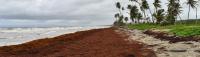 Sargassum Summer: Florida’s 2026 Record Sargassum Bloom Is More Than a Beach Problem