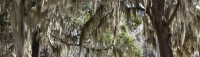 Tree Bark: A Landscape Showstopper- A New Episode of Your Central Florida Yard Podcast