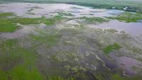Colombia Finds Water Democracy Beneath La Mojana’s Ancient Raised Fields