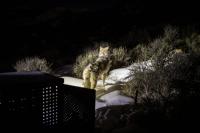 Hunter killed reintroduced Colorado wolf, mistaking it for coyote