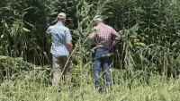 University of Arizona Researchers Test Summer Crop to Improve Desert Farming