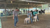 Lyon County Fair Round Robin Show results