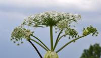 Hornswoggled by Hogweed: The Garden Plant Akureyri Can’t Get Rid Of