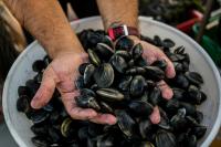 A Hepatitis A Outbreak Tied to Imported Clams Is Still Open More Than a Year On