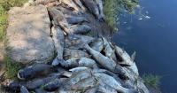 Emergency ecological situation. About three tons of fish died in reservoirs in the Kyiv region (UPD)