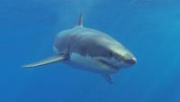 Shark 'winked' during attack then bit off an Australian surfer's leg